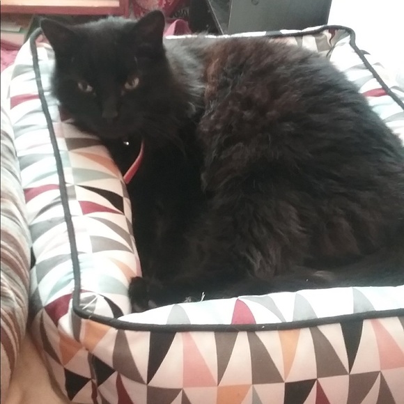 Meet your Posher, Dahnya - Picture 6 of 6